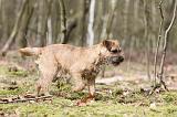 BORDER TERRIER 035